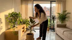 Plantas de interior para que el calor se sienta menos pesado en casa: lo que sí ayudan (y lo que no)