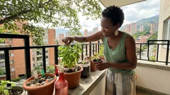 Trucos para sembrar albahaca en enero y tener hojas frescas todo el verano